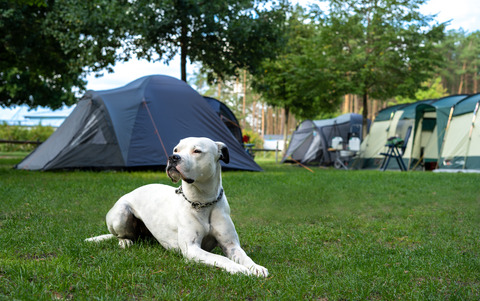 2022_camping_mit_hund_auf_der_zeltwiese_foto_christian_grosse.jpg